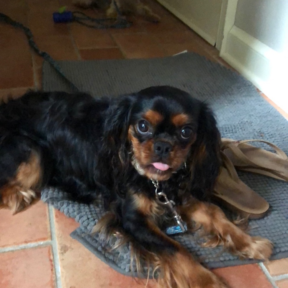 Meet your Posher, Penelope